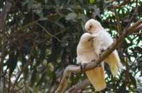 Galahs in love
