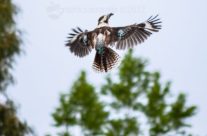 Kookaburra