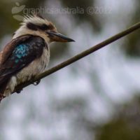 Kookaburra