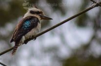 Kookaburra