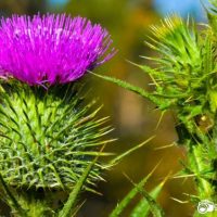 Scotch Thistle