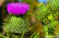 Scotch Thistle
