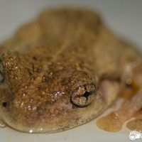 Peron’s Tree Frog (Litoria peroni)