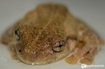 Peron’s Tree Frog (Litoria peroni)