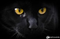 Eye of the tiger