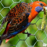 Crimson Rosella Lorikeet