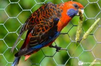 Crimson Rosella Lorikeet