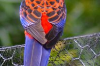 Crimson Rosella Lorikeet
