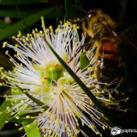 testing out my new speedlight flash