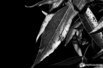leaves