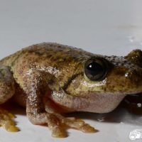 Tyler’s Tree Frog (Litoria tyleri)