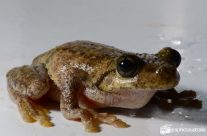 Tyler’s Tree Frog (Litoria tyleri)