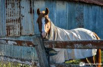 Horse whisperer