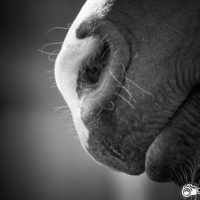 Out of the horses mouth