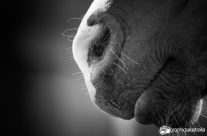 Out of the horses mouth