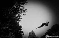 The Crow