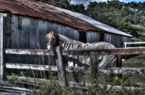 Horse in HDR