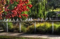 Cockatoos at Alexander Lake Mittagong NSW Australia