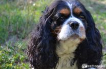 Cavalier King Charles Spaniel