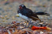 Bird