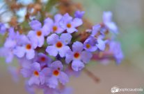 Macro shot