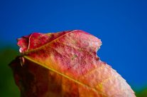 Autumn colors