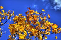 HDR image of leaves