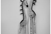 giraffes