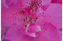I like Pink