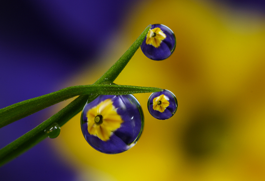 Photograph Feelin Blue by Alistair Campbell on 500px