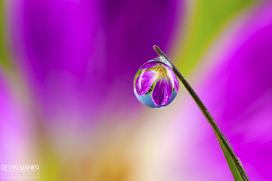 Photograph Violet Vision by Devin Manky on 500px