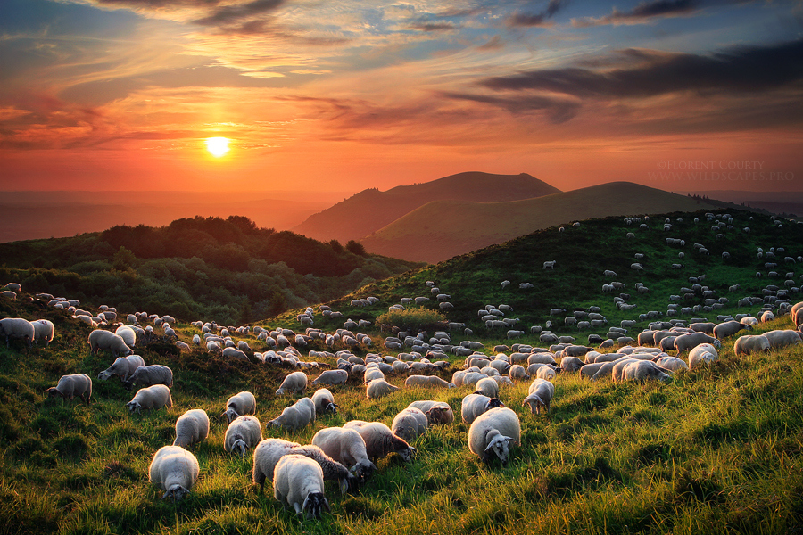Photograph Sheep and Volcanoes by Florent Courty on 500px