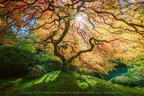 How to Photograph Trees - Gavin Hardcastle