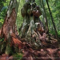 4 Tips for Taking Better Photographs of Trees