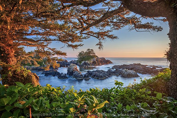 How to photograph trees