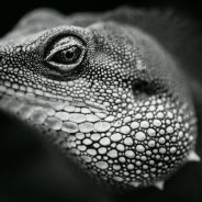 How to See in Black and White