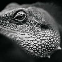 How to See in Black and White