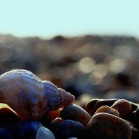 Weekly Photography Challenge Things at the Beach