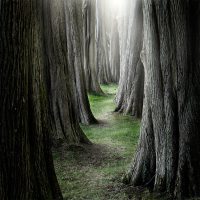 A Collection of Pathway and Roadway Photos to Lead You