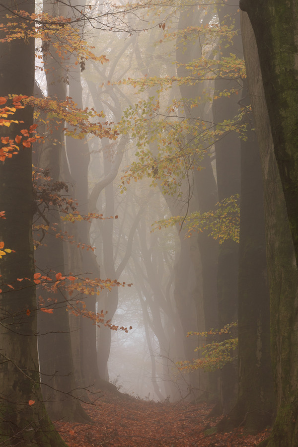 Photograph Pathway to the light I by David Brand on 500px