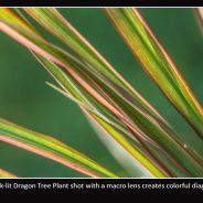 Creating Abstract Images in Nature