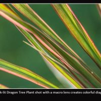 Creating Abstract Images in Nature