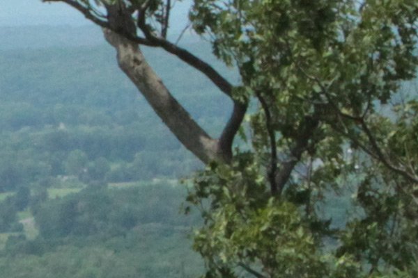 ISO800 landscape detail 600