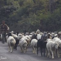 5 Tips for Doing Photography from the Hip