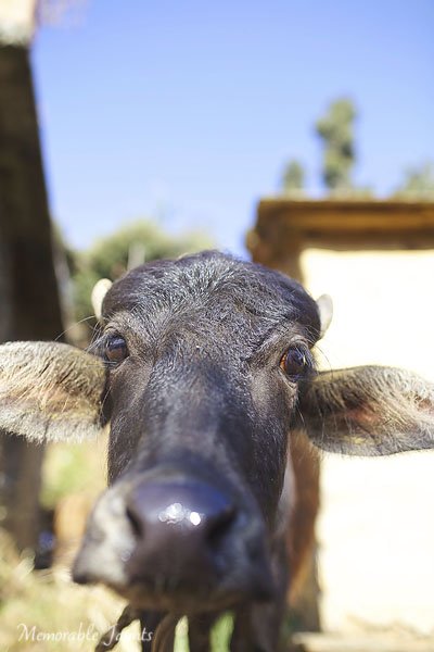Photographing From The Hip Water Buffalo in India By Memorable Jaunts