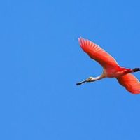 Bird Photography Tips for Beginners