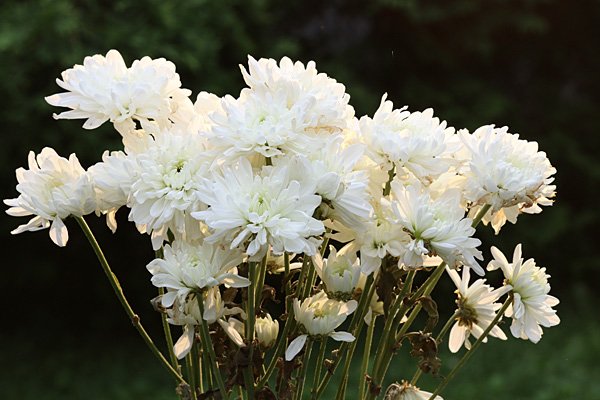 Flowers CTObackflash