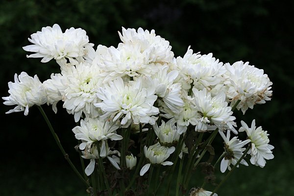 Flowers oncameraflash