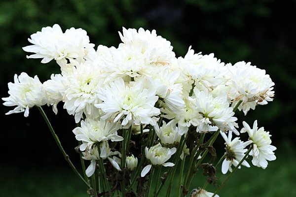 Flowers plainbackflash