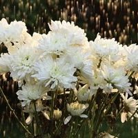 How to Create a Sun-shower Photo on a Cloudy Day